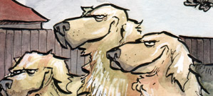 Wild Dogs